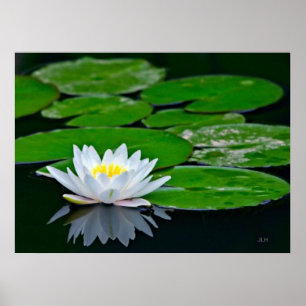 Affiches Lily Pads et Lotus