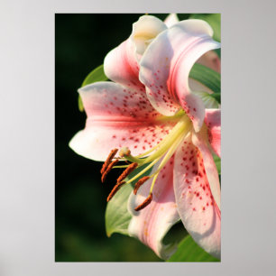 Affiches Lily Rose !