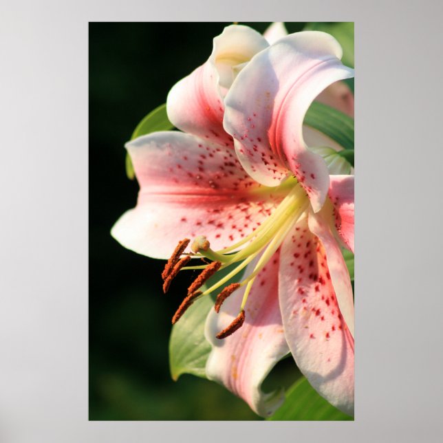 Affiches Lily Rose ! (Devant)