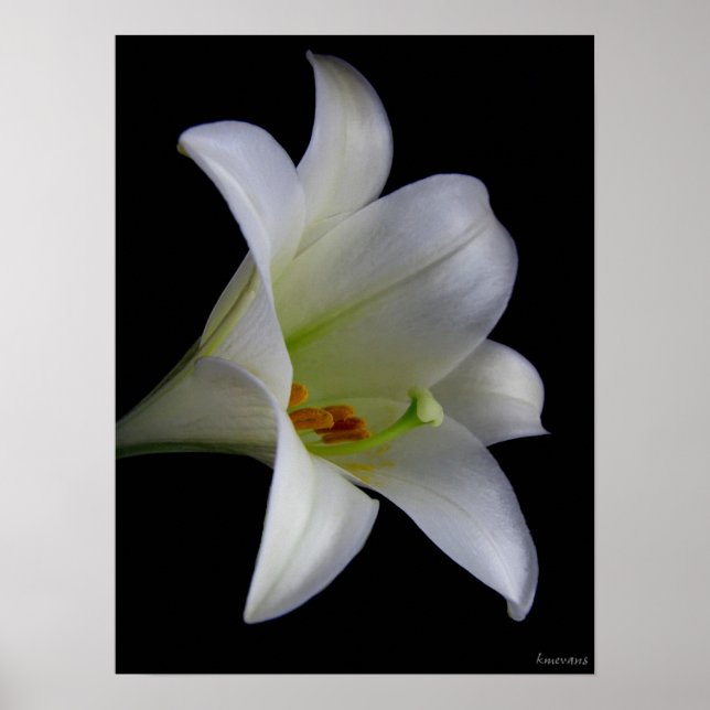 Affiches Lily sur noir no 1 (Devant)