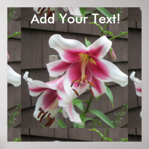 Affiches Lily White Plante de la Maison violette