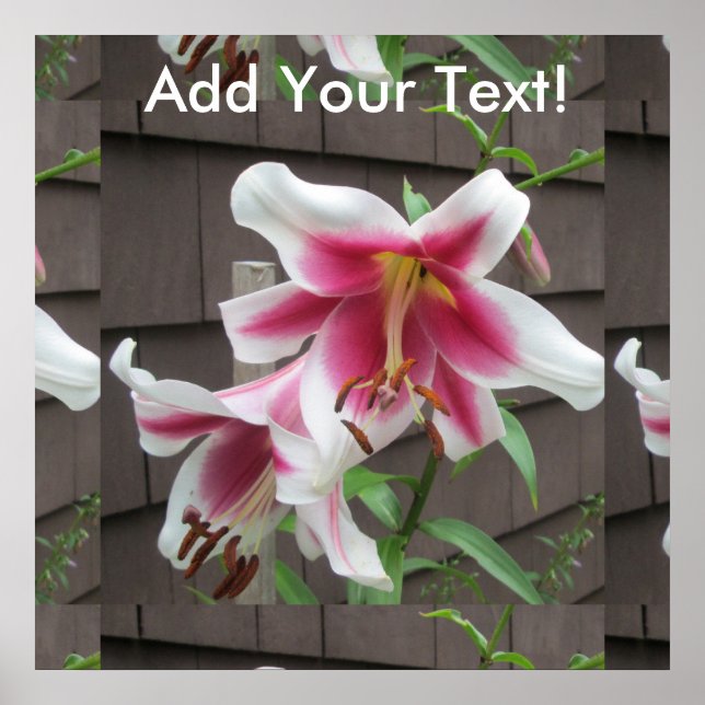 Affiches Lily White Plante de la Maison violette (Devant)