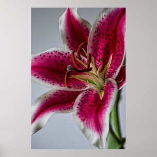 Affiches Lilyessence