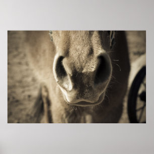 Affiches L'incroyable comestible M. Ed