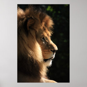 Affiches Lion
