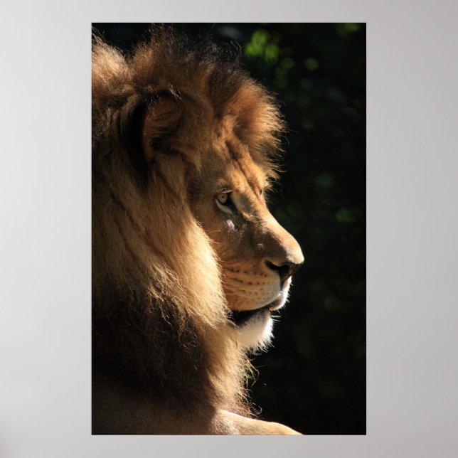 Affiches Lion (Devant)