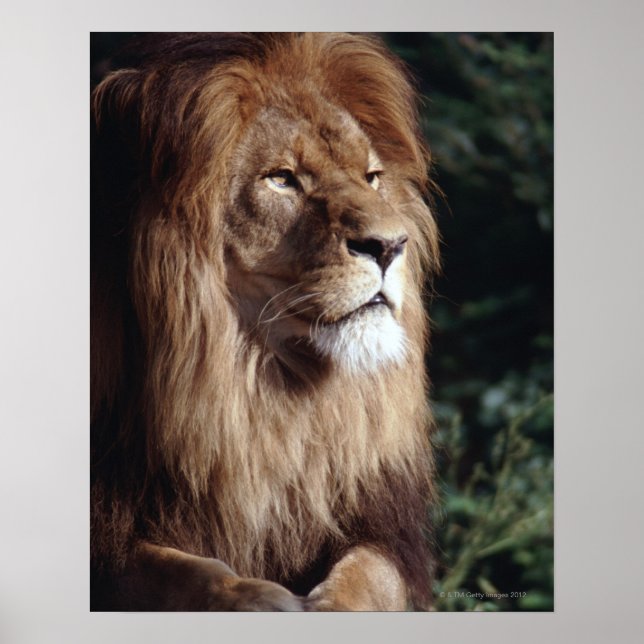 Affiches lion (Devant)