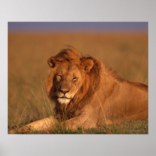 Affiches Lion (Devant)