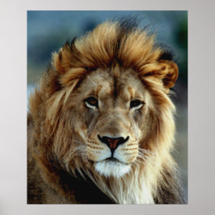 Affiches Lion