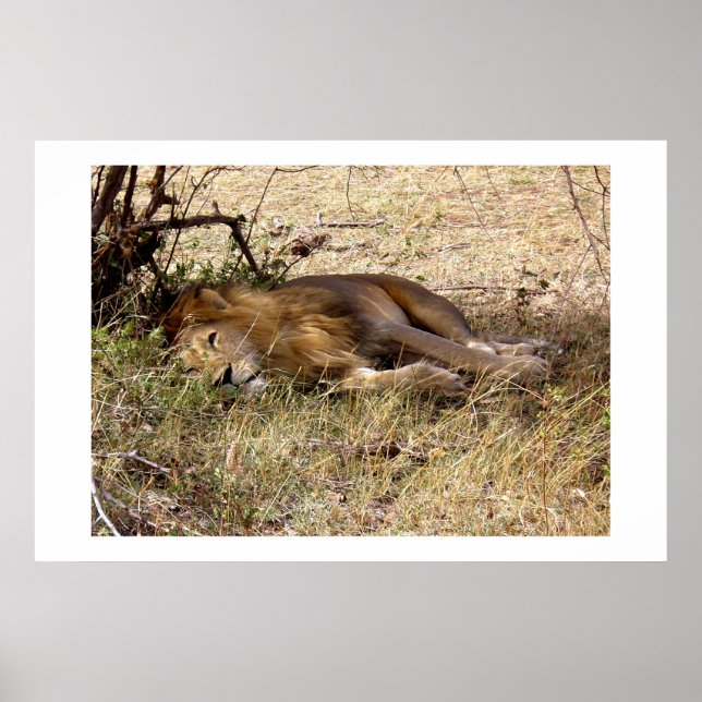 Affiches Lion au Kenya animal d'Afrique (Devant)