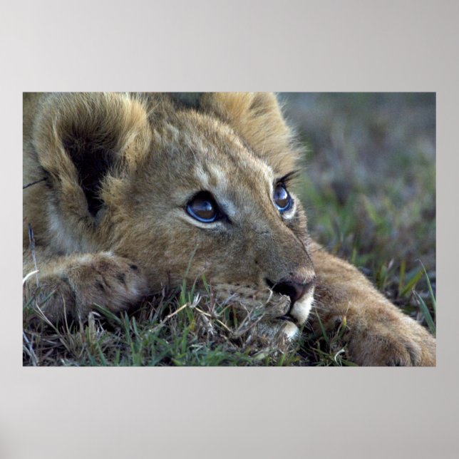 Affiches Lion Baby (Devant)