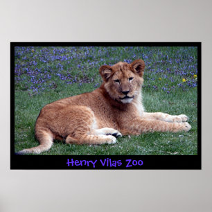 AFFICHES LION CUB