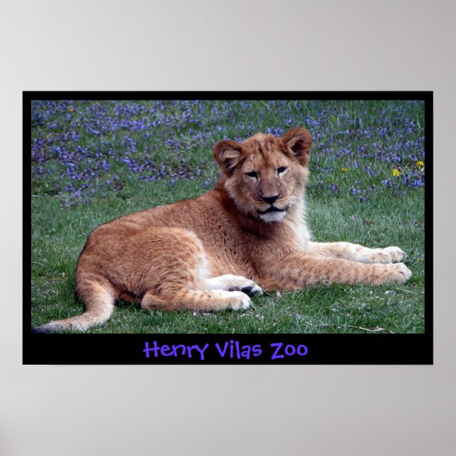 AFFICHES LION CUB (Devant)