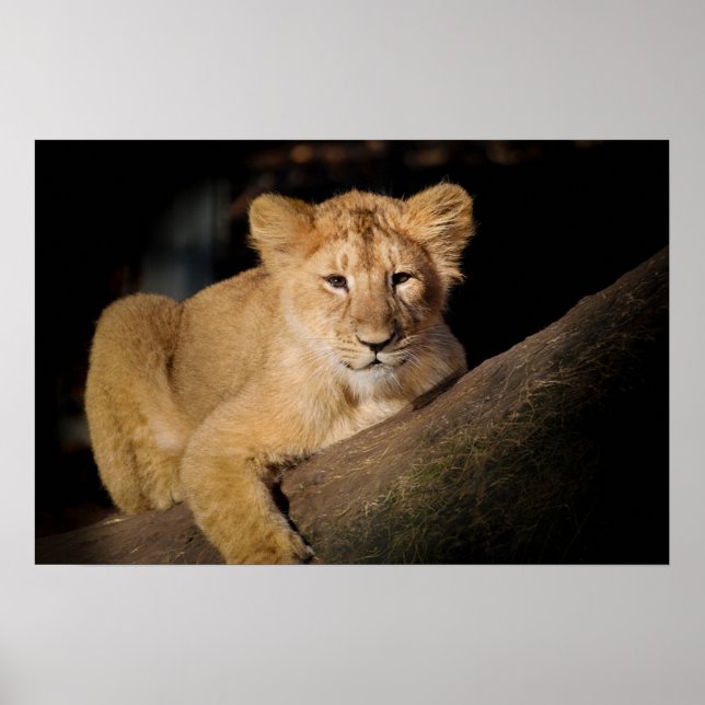 Affiches Lion Cub (Devant)