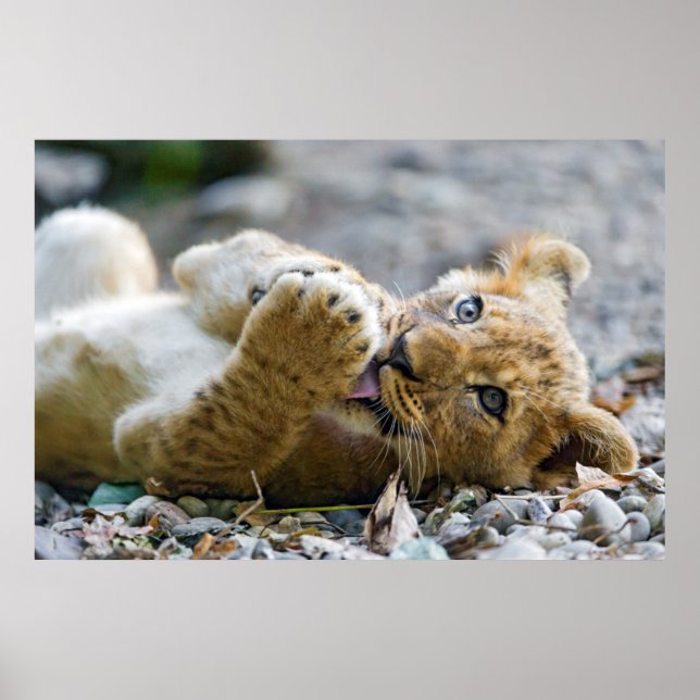 Affiches Lion Cub 2 (Devant)