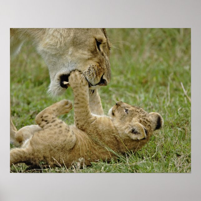 Affiches Lion Cub Jouer (Devant)