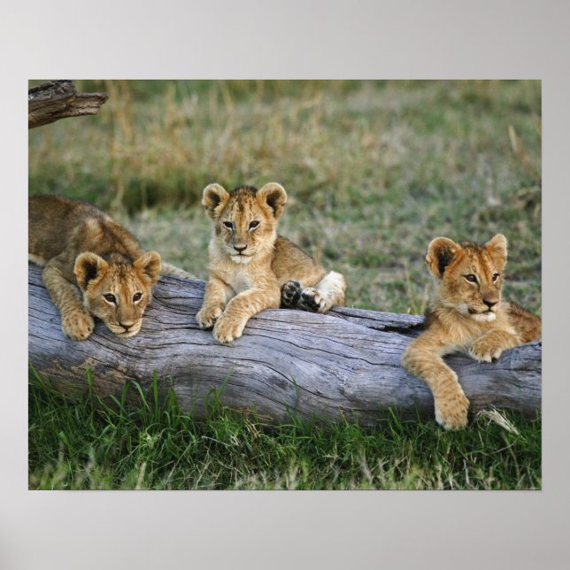 Affiches Lion cubs on log, Panthera leo, Masai Mara, 2 (Devant)