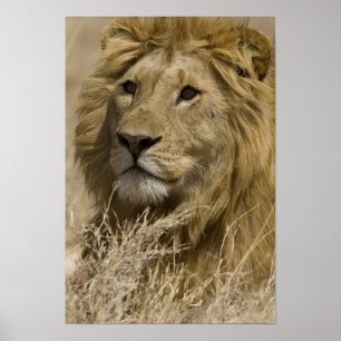 Affiches Lion d'Afrique, Panthera leo, Portrait d'un