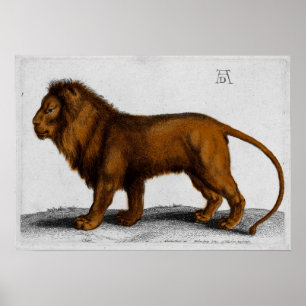 Affiches Lion de gravure de couleur d'Albrecht Durer