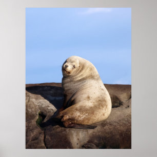 Affiches Lion de mer Wild Homme Steller - Imprimantes d'art