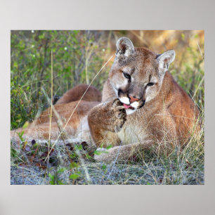 Affiches Lion de montagne - Hmmm