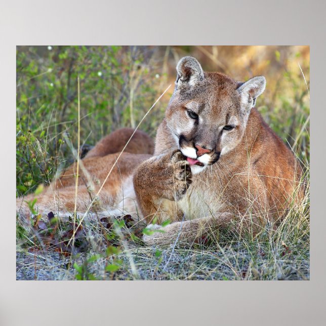 Affiches Lion de montagne - Hmmm (Devant)