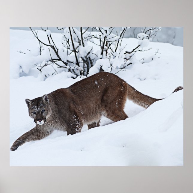 Affiches Lion de montagne sur le poulailler (Devant)