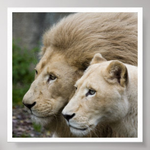Affiches Lion et lui lionne