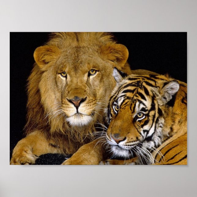 Affiches Lion et tigre (Devant)