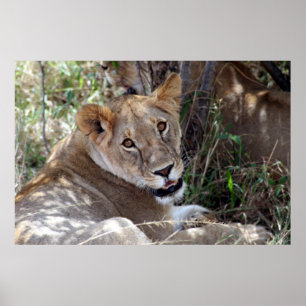 Affiches lion face