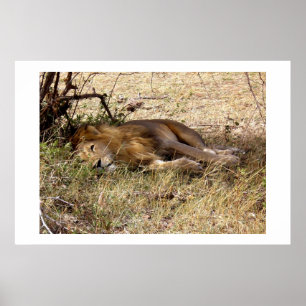 Affiches Lion in Kenya Africa animal