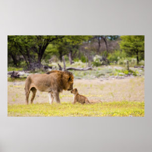 Affiches Lion mâle alpha inspecte un petit