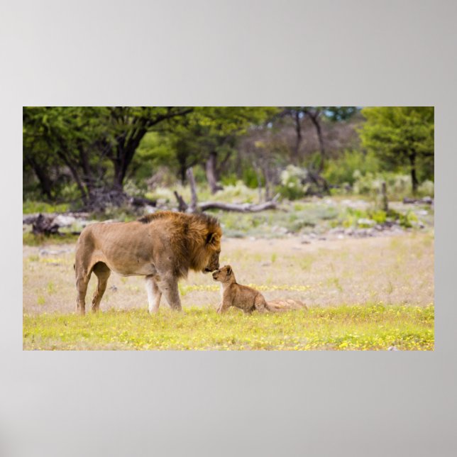 Affiches Lion mâle alpha inspecte un petit (Devant)