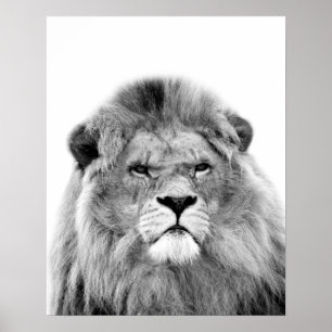 Affiches Lion noir et blanc animal jungle sauvage photo
