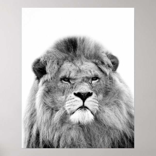 Affiches Lion noir et blanc animal jungle sauvage photo (Devant)