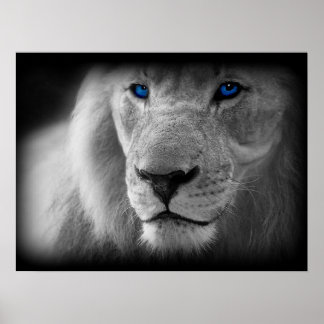Affiches Lion Noir Et Blanc Aux Yeux Bleus