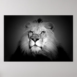 Affiches Lion - Photographie d'animaux sauvages
