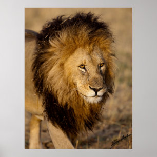Affiches Lion Stalking
