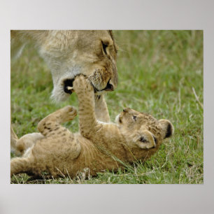 Affiches Lionceau Jouant