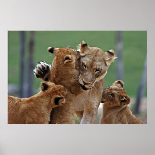 Affiches Lioness et ses petits