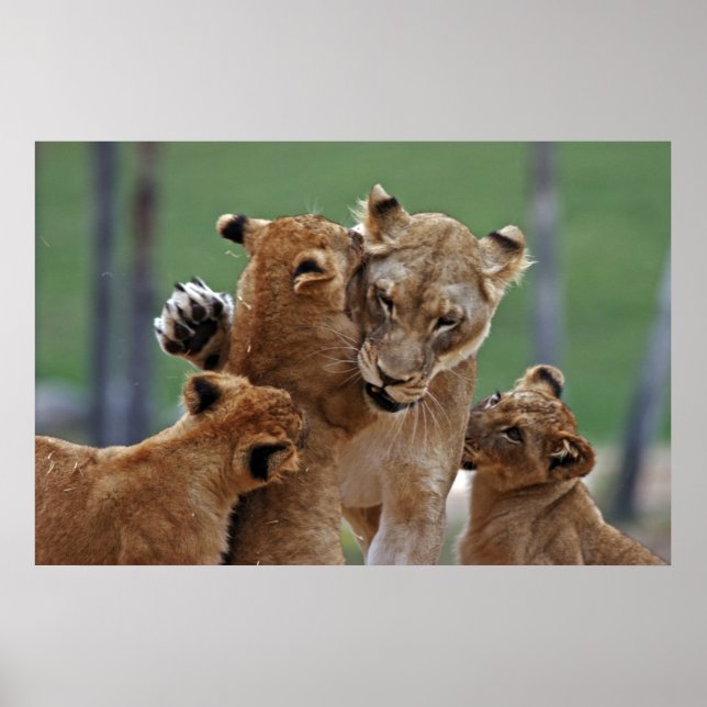 Affiches Lioness et ses petits (Devant)