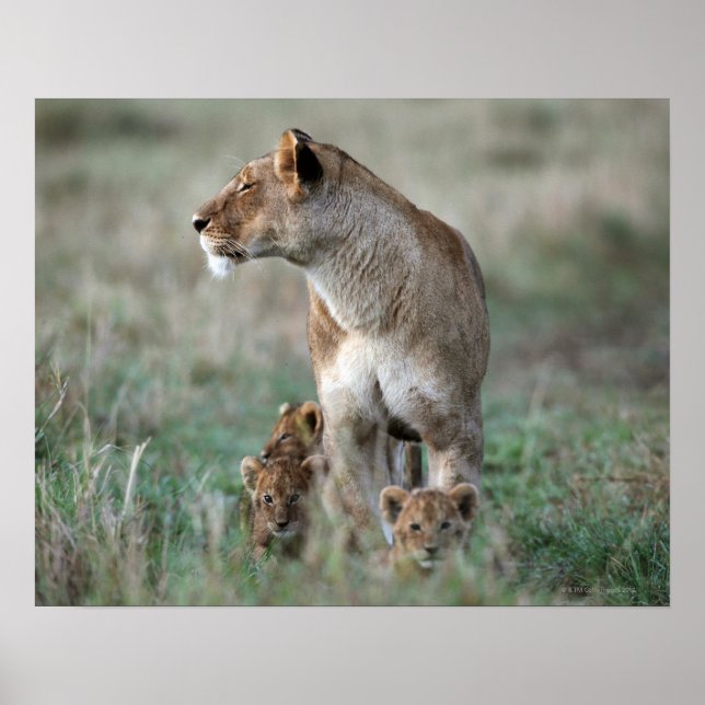 Affiches Lioness (Panthera leo) et petits, Masai Mara (Devant)