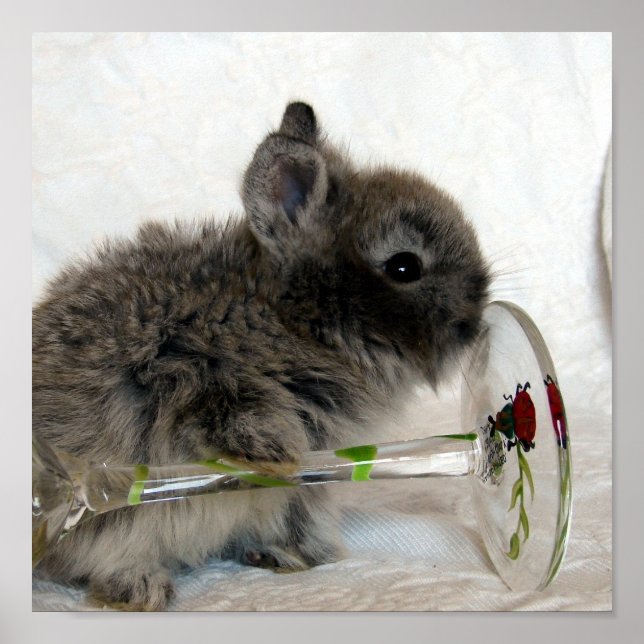 Affiches Lionhead Bunny and Wineglass (Devant)