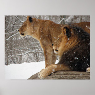 Affiches Lions