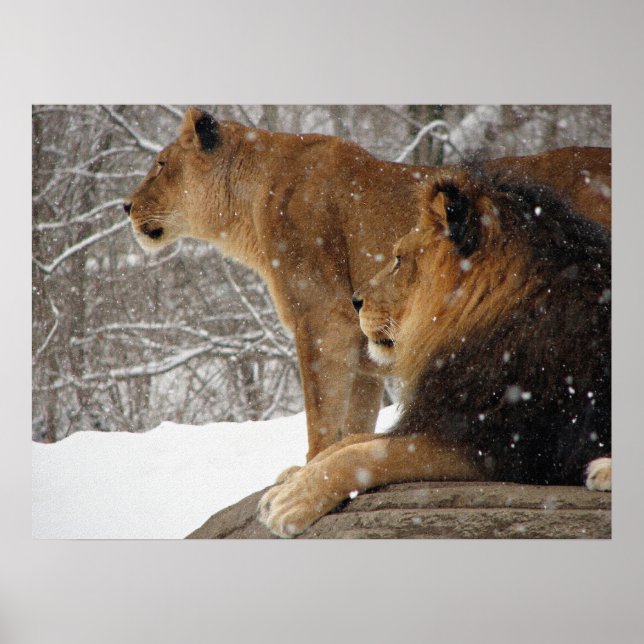 Affiches Lions (Devant)