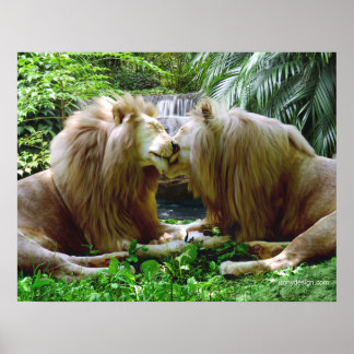 Affiches Lions affectueux