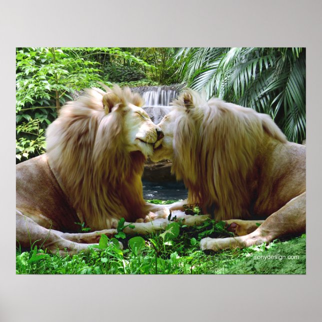 Affiches Lions affectueux (Devant)