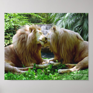 Affiches Lions Affectueux