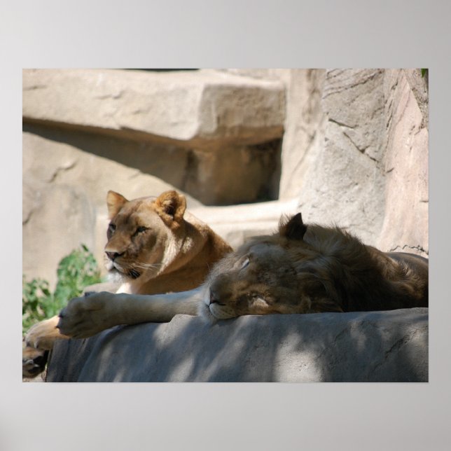 Affiches Lions africaines (Devant)