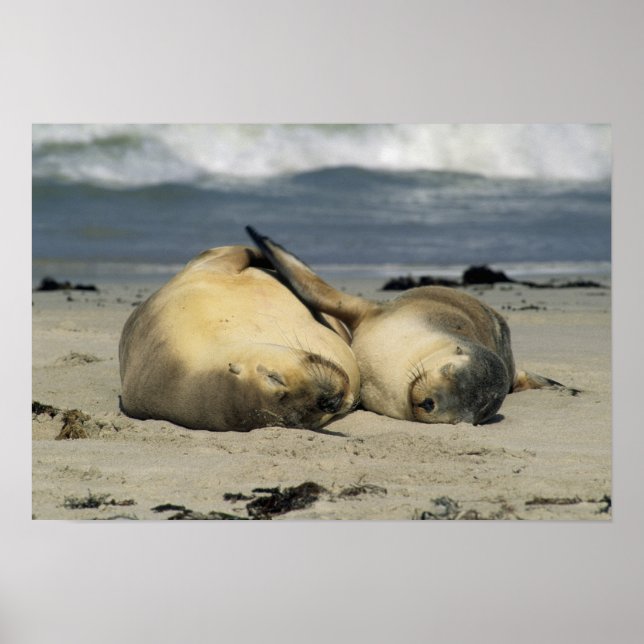 Affiches Lions de la mer d'Australie (Neophoca cinerea), (Devant)